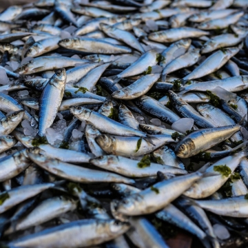 <p>A indústria do peixe é muito diversa no que toca aos tipos de embalamento. Existem soluções em cuvete, termoformagem, caixa de cartão ou vácuo. </p>

<p>Temos a solução para o embalamento de peixe fresco ou congelado. Consulte toda a nossa gama. </p>
